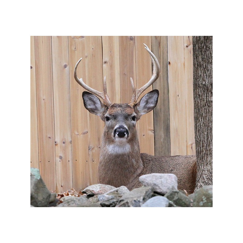 Sigma Sport 70-200mm f/2.8 DG OS HSM for Nikon F