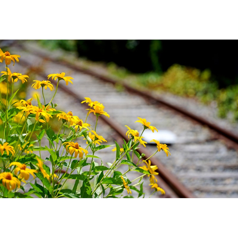 Sony E PZ 18-105mm f/4 G OSS