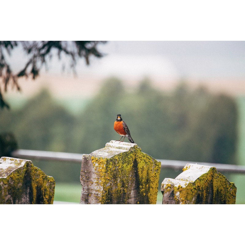 Sigma 150-600mm F5-6.3 DG OS HSM (C) for Nikon