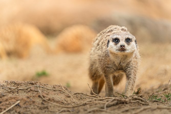 Објектив Tamron 50-400mm Di III VC VXD, f/4.5-6.3, за Nikon Z, црн