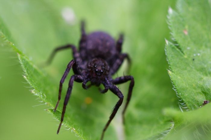 Filtër zmadhues Seagull Macro +10, diametri 40.5mm