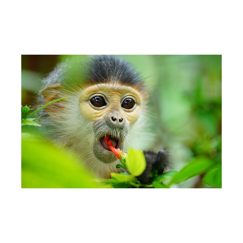 Sony FE 70-200mm f/2.8 GM OSS