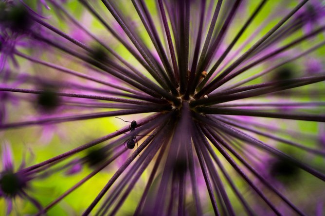 Објектив Tamron 50-400mm Di III VC VXD, f/4.5-6.3, за Nikon Z, црн