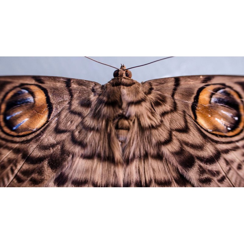 NIKKOR 35mm AF-S DX f/1.8G