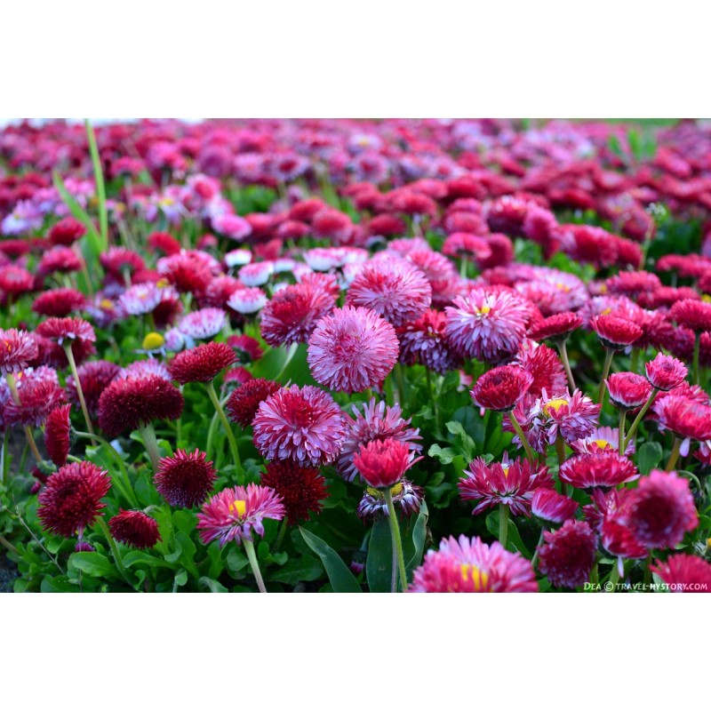 Sigma Art 30mm F1.4 DC HSM for Canon