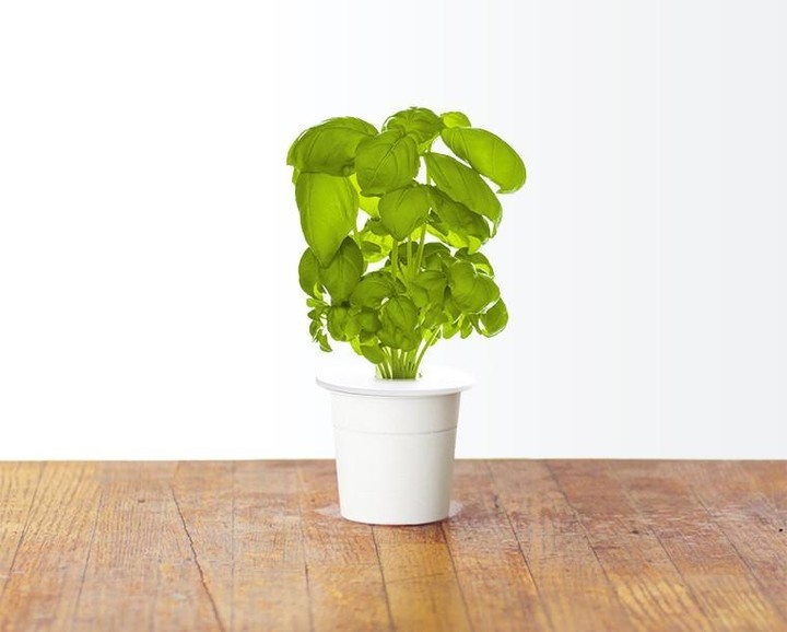 Farë të borzilokut për kopshtin SMART Click and Grow