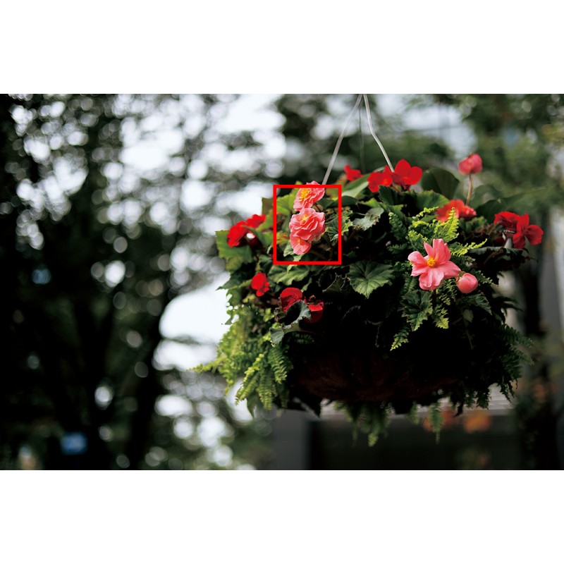 Canon RF 50mm f/1.8 STM