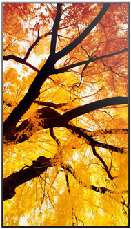 Професионален монитор Sharp MultiSync M432, 43\", 4K Ultra HD, црн