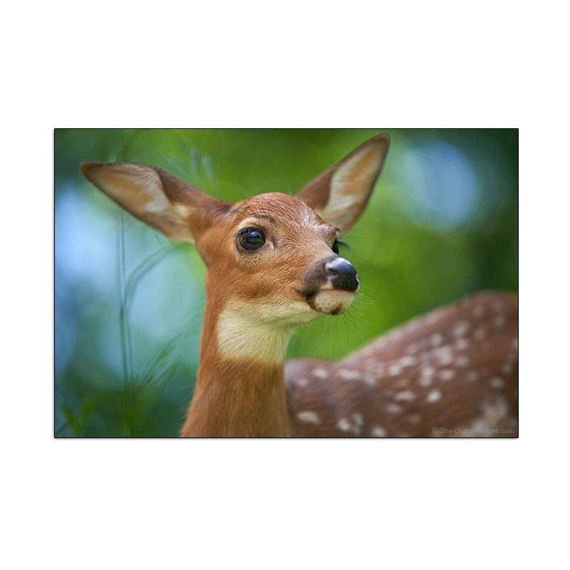 Sony FE 70-200mm f/2.8 GM OSS