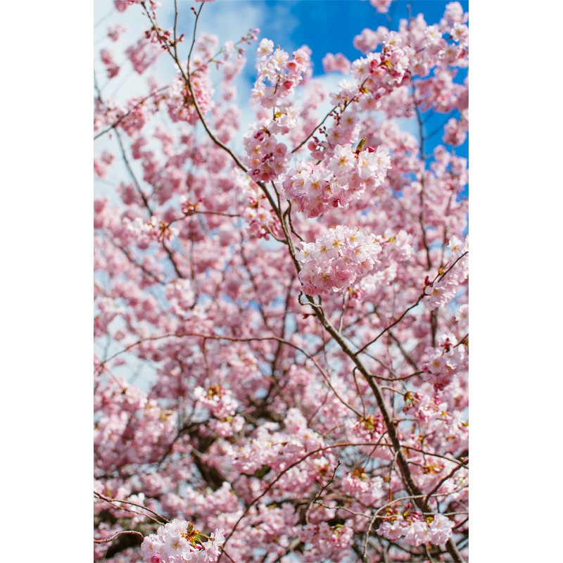 NIKKOR 35mm AF-S DX f/1.8G