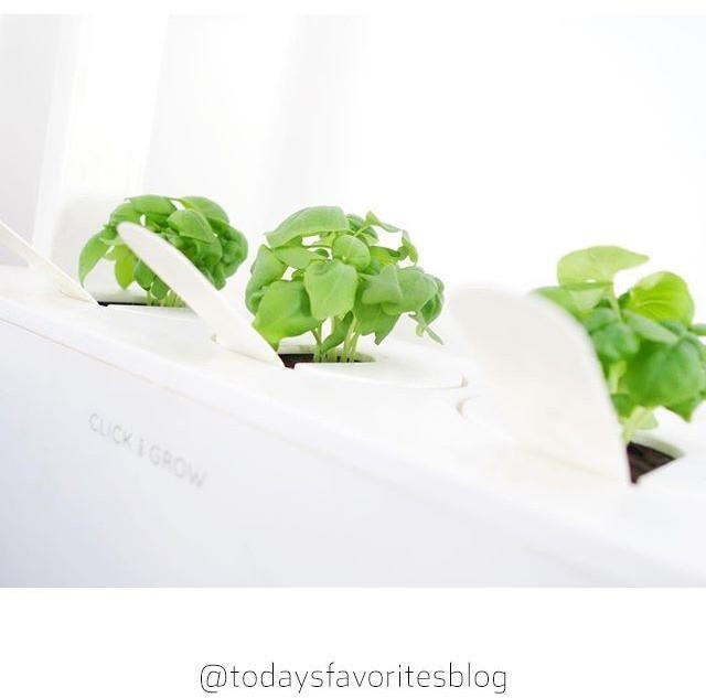 Farë të borzilokut për kopshtin SMART Click and Grow