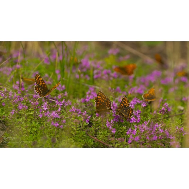 Sony E PZ 18-105mm f/4 G OSS