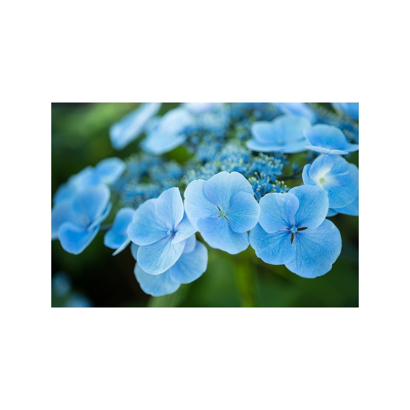 NIKKOR Z MC 50mm f/2.8 Macro